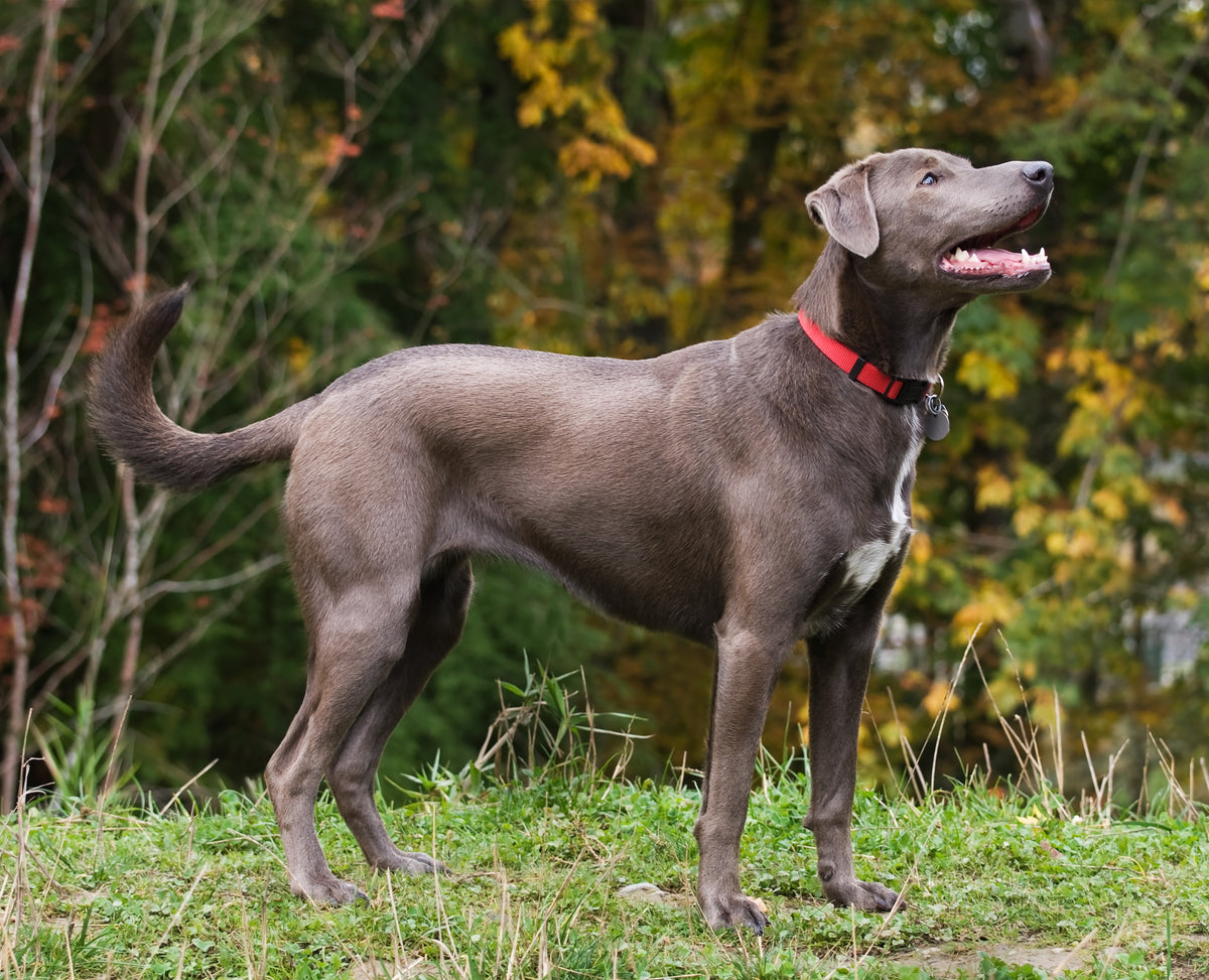 Texas lacy store game dog association